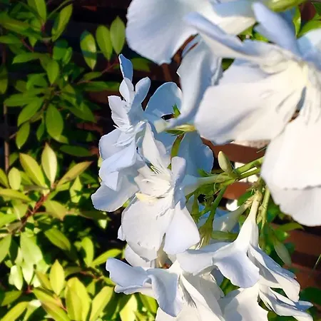 Pine And Lavander Parque de Campismo Biograd Na Moru